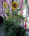Plants: image 1 0f 4 thumb