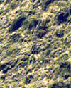 Plants: image 1 0f 4 thumb