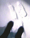 Plants: image 1 0f 4 thumb
