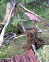 Plants: image 1 0f 4 thumb